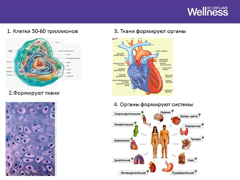 1. Клетки 50-60 триллионов 2.Формируют ткани 3. Ткани формируют органы 4. Органы формируют системы